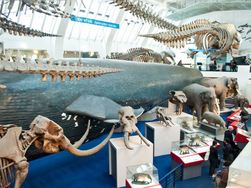 Darstellung verschiedener Tiere im Naturhistorischen Museum von London