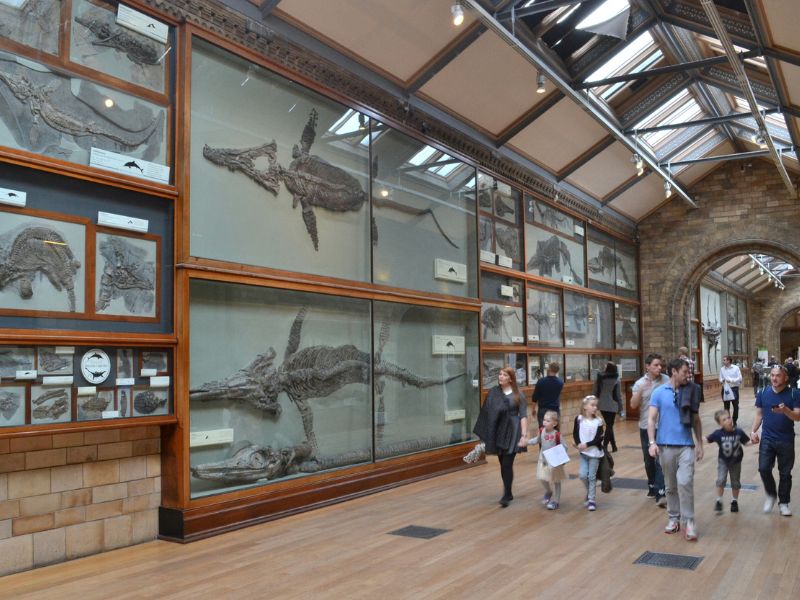 Kinder lieben die vielen Tierskelette im Natural History Museum in London